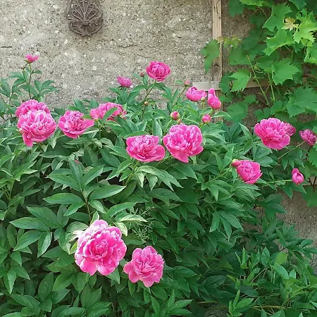 בית נופש Gemuetlicher In Nahe Dem *