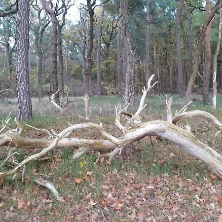 Gemuetlicher In Nahe Dem *